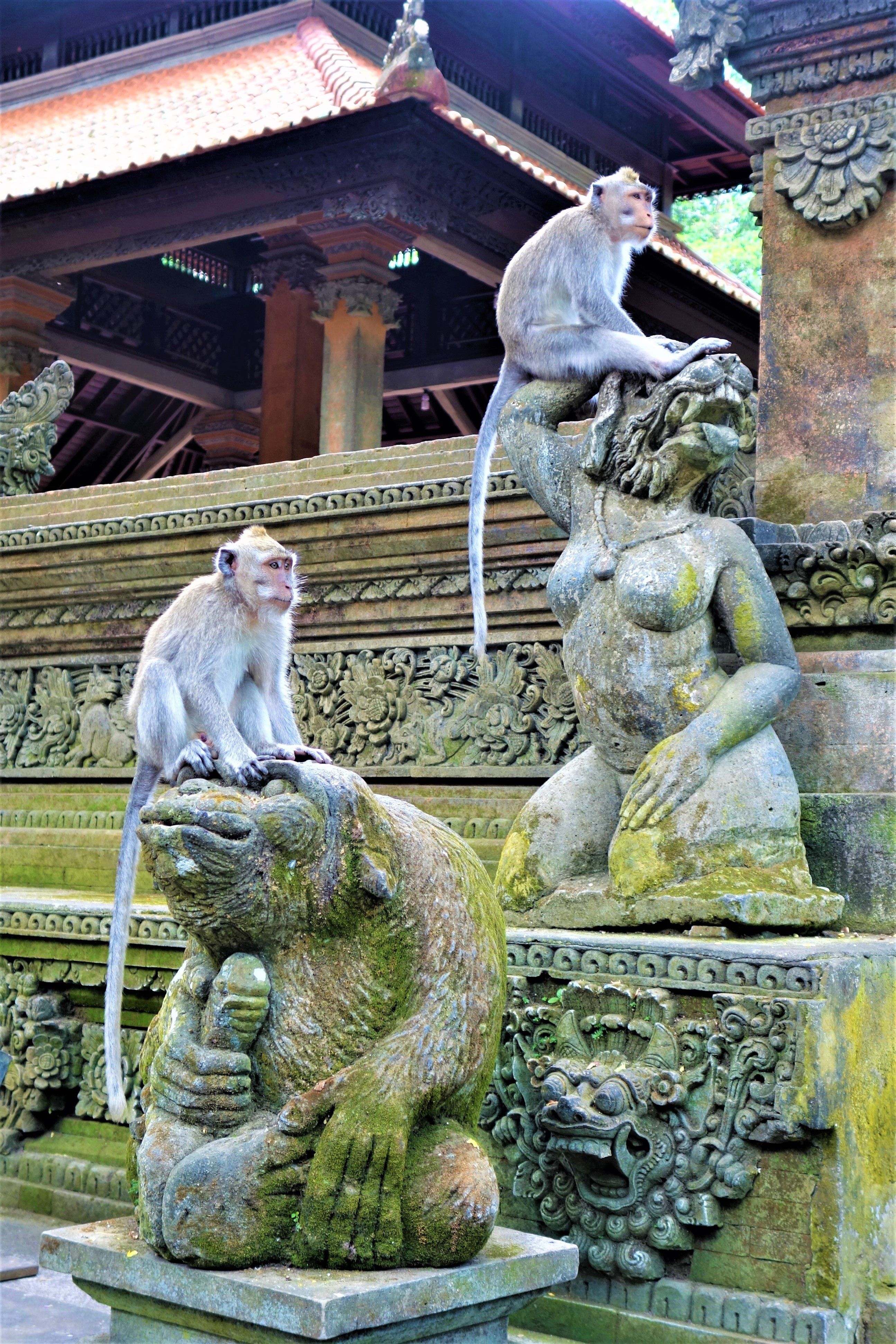 Ubud monkeys
